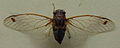 AustralianMuseum cicada specimen 25.JPG