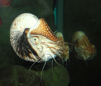 Washington DC Zoo - Nautilus pompilius 2.jpg