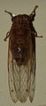 AustralianMuseum cicada specimen 65.JPG