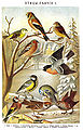 Brockhaus and Efron Encyclopedic Dictionary b50 718-1.jpg