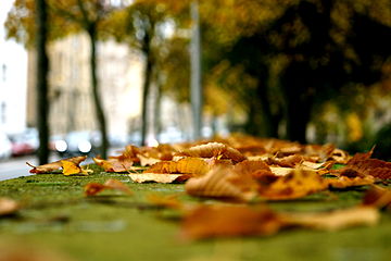 Fallen leaves on a mossy underground.JPG