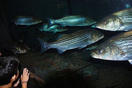 Morone saxatilis Baltimore Aquarium.jpg