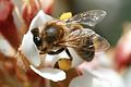 Apis mellifera in Sydney 2.jpg