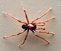 AustralianMuseum spider specimen 48.JPG