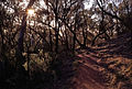 Mount Majura Casuarina Trail.jpg