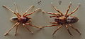 AustralianMuseum spider specimen 35.JPG