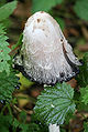 Coprinus comatus dripping ink.jpg