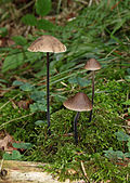 Marasmius alliaceus-Knoblauchschwindling.jpg