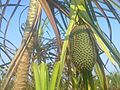 A wild plant with thorny leaves, in olden days people used to weave mats with the leaves of this plant.jpg