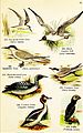 Birds of the world for young people (Pl. 39) (7971219378).jpg