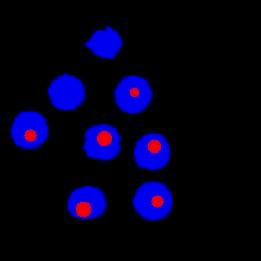 File:Automatic-Extraction-of-Nuclei-Centroids-of-Mouse-Embryonic-Cells-from-Fluorescence-Microscopy-pone.0035550.s008.ogv