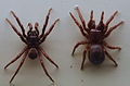 AustralianMuseum spider specimen 15.JPG