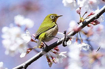 Japanese white-eye at Tennōji Park in Osaka, March 2016.jpg