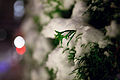 Let there be snow (3130585326).jpg