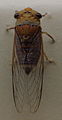 AustralianMuseum cicada specimen 28.JPG