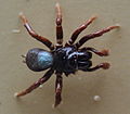 AustralianMuseum spider specimen 39.JPG