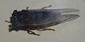 AustralianMuseum cicada specimen 68.JPG