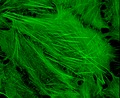 Phalloidin staining of actin filaments.tif