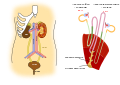 Anatomie du rein Zoomable (1).svg