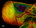 Depth Coded Phalloidin Stained Actin Filaments Cancer Cell.png
