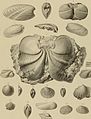 Die Versteinerungen des rheinischen Schichtensystems in Nassau. Mit einer kurzgefassten Geognosie dieses Gebietes und mit steter Berücksichtigung analoger Schichten anderer Lander (1850) (14597551968).jpg