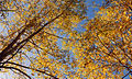 Aspens autumn yellow.jpg