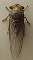 AustralianMuseum cicada specimen 33.JPG