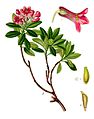 Illustration Rhododendron hirsutum0 clean-2010-18-10.jpg