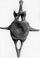 Ankylosaurus tail vertebra.jpg