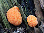 Tubifera ferruginosa, Slime Mould, UK.jpg