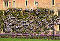 Wisteria Sinensis trained along a wall.jpg