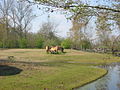 Belgium, Planckendael, Przewalski's Horses.JPG