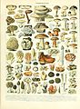 Adolphe Millot champignon.jpg
