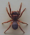 AustralianMuseum spider specimen 14.JPG