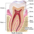 Blausen 0863 ToothAnatomy 02.png