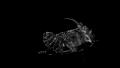 File:Micro-CT-Imaging-of-Denatured-Chitin-by-Silver-to-Explore-Honey-Bee-and-Insect-Pathologies-pone.0027448.s003.ogv