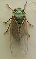 AustralianMuseum cicada specimen 23.JPG