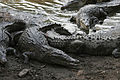 Crocodylus acutus 05.jpg