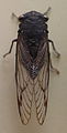 AustralianMuseum cicada specimen 10.JPG