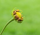 Ontluikende bloemknop van Helenium 'Rauchtopas' Familie Asteraceae.jpg