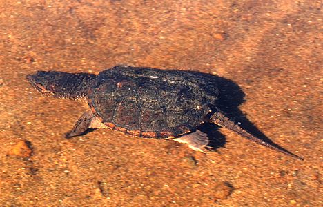 Adirondacks - Snapping Turtle - 7.JPG