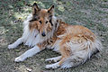 Rough Collie Canberra 2016.jpg