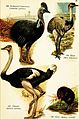 Birds of the world for young people (1909) (14745658581).jpg