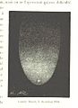 Image taken from page 315 of 'L'Espace céleste et la nature tropicale, description physique de l'univers ... préface de M. Babinet, dessins de Yan' Dargent' (11052740236).jpg