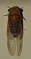 AustralianMuseum cicada specimen 61.JPG