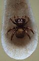 AustralianMuseum spider specimen 41.JPG