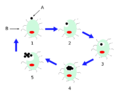 Chlamydophila psittaci livscykel.png