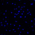 File:High-Throughput-Analysis-of-NF-B-Dynamics-in-Single-Cells-Reveals-Basal-Nuclear-Localization-of-NF-pone.0090104.s012.ogv