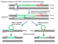 Rolling-Circle Mechanism for Helitron transposition and gene acquisition.PNG