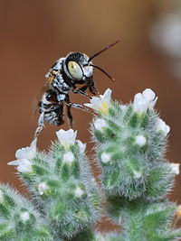 Haetosmia male 1.jpg